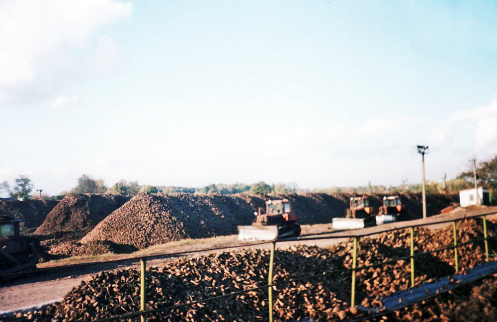 Цукрові буряки